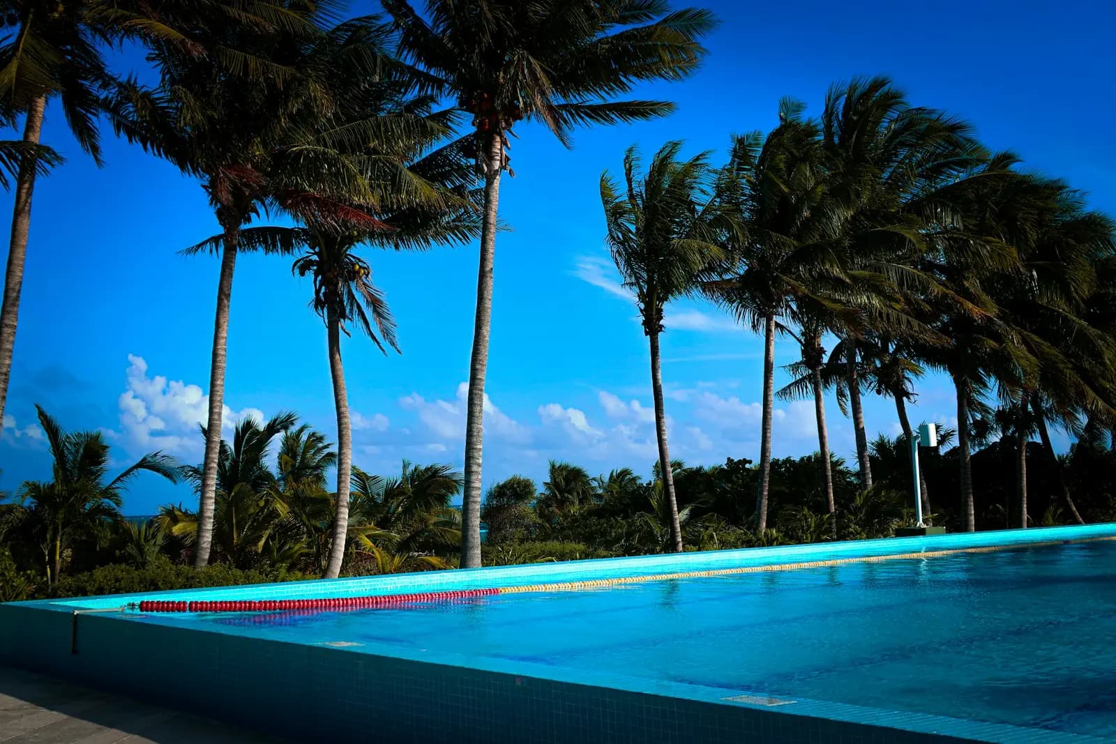 Infinity pool lined with palm trees at a resort